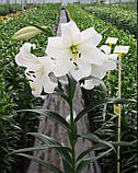 Лілія White Triumph 14/16, фото 3