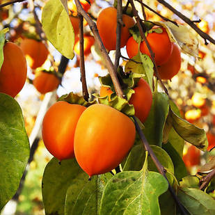 Хурма Українка (трьохрічна) - привита, самоплідна, рання, морозостійка