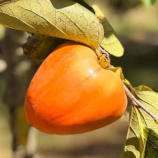 Хурма Мідер (дворічна) - привита, рання-середня, морозостійка, самоплідна