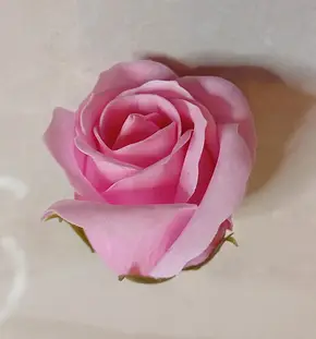 Подарунковий набір троянд із мила 50 шт Колір Рожевий, Подарунковий набір Мильні троянди 50 шт Рожеві, фото 2