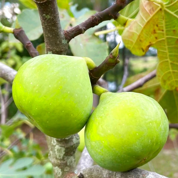Саджанці інжиру Смоковниця (Fig tree) 2-х річний - ремонтантний, самоплодовий, солодкий
