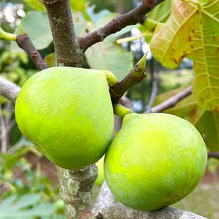 Саджанці інжиру Смоковниця (Fig tree) 2-х річний - ремонтантний, самоплодовий, солодкий