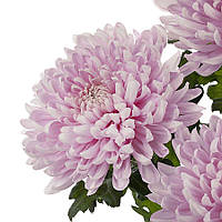 Хризантема Honeymoon Intense (Медовий місяць інтенсивний) одноголова. великоквіткова, розсада