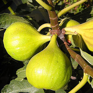 Саджанці інжира Yellow Long neck - сорт середнього строку дозрівання, самоплідний, великоплідний