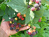 Чорна малина (сорт Кумберланд), фото 4