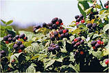Чорна малина (сорт Кумберланд), фото 5