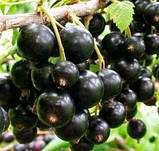 Чорна смородина ТИБЕН, фото 2