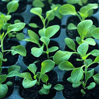 Товари для розсади