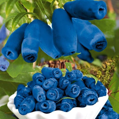 Жимолость Siniczka (саджанці), фото 1