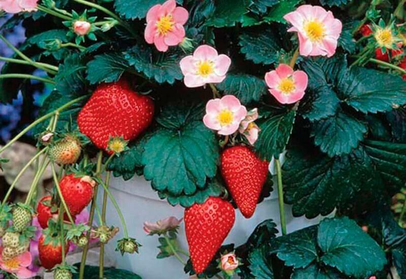КЛУБНИКА АМПЕЛЬНА "РОЗОВЕ ЧУДО" 3 шт., фото 1