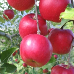 Яблуня червоном'яна "Ред Кетті" (Red Katty) (річний сорт, середній термін дозрівання)