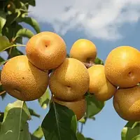 Азіатська груша "Хосуі"(середній термін)
