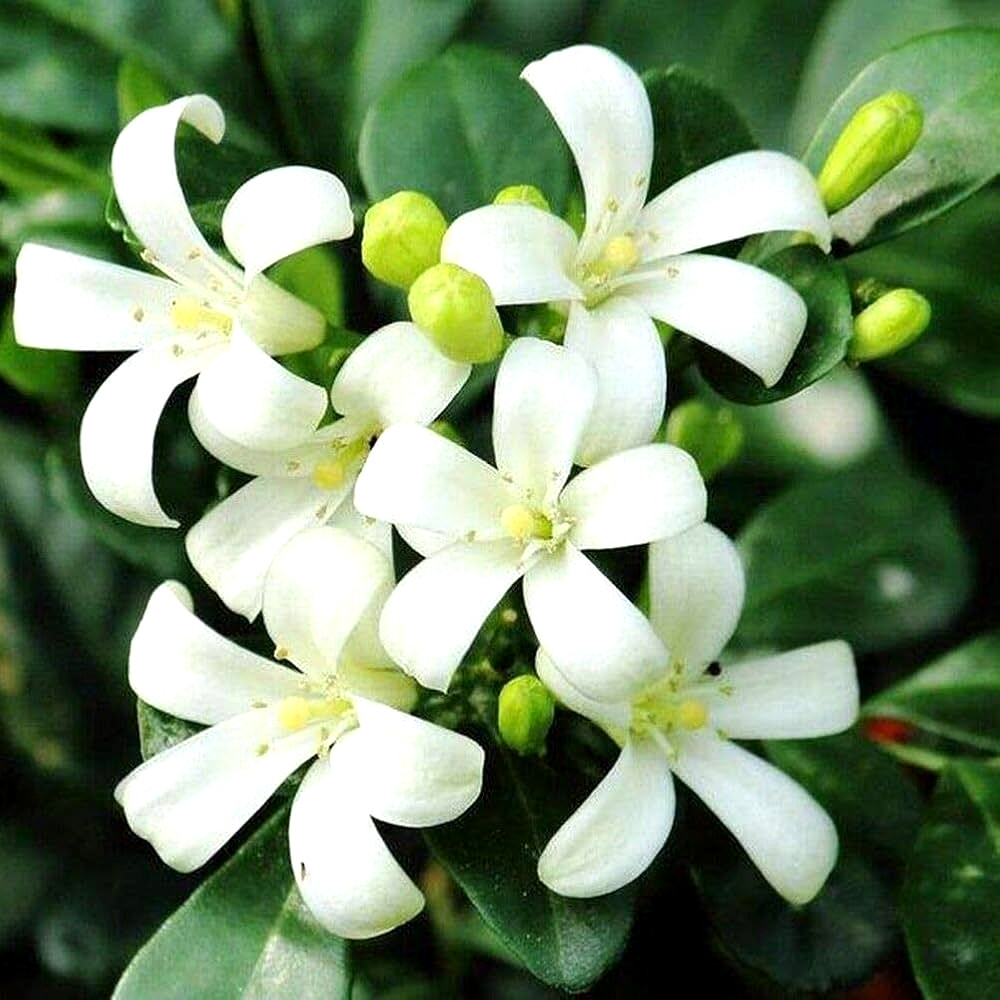 Саджанці Муррая Волотистої (Murraya Paniculata)