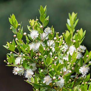 Саджанці Мірта звичайного (Myrtus communis) Р9