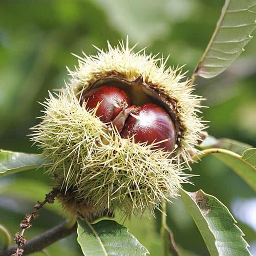Саджанці Каштану їстівного Неаполітанська (Castanea Neapolitanus), фото 1