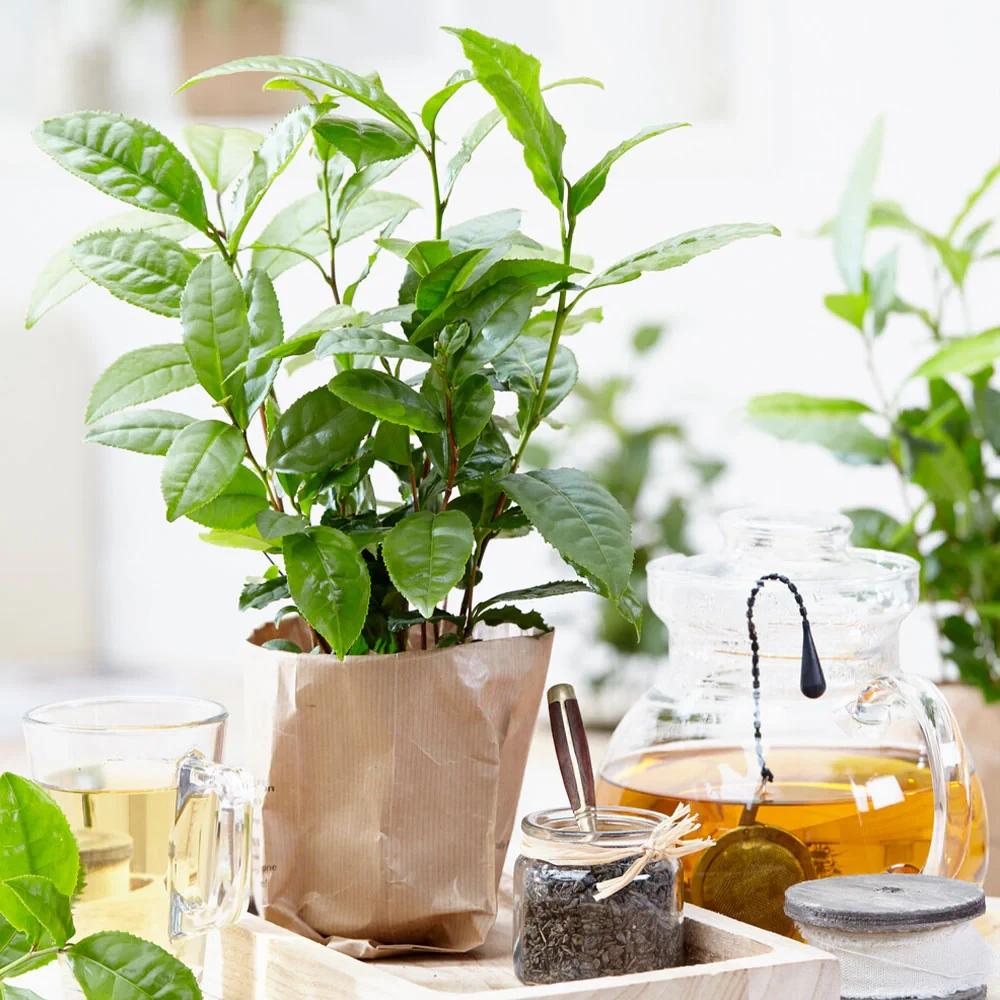 Саджанці Чаю Грузинського Букет (Tea Bouquet)