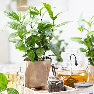 Саджанці Чаю Грузинського Букет (Tea Bouquet)