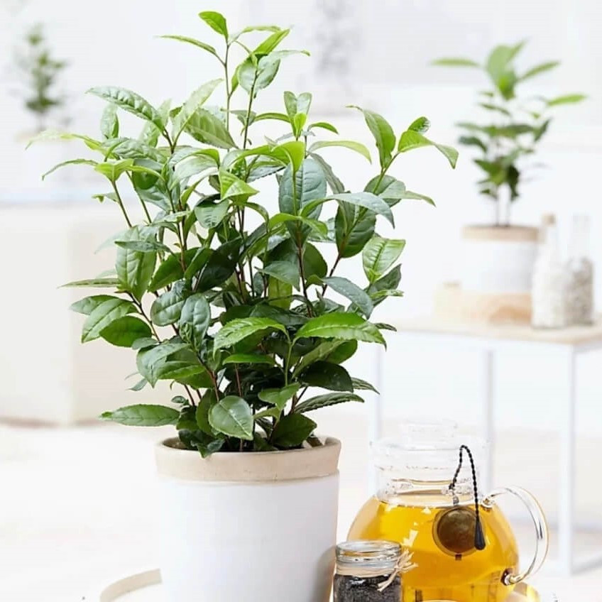 Саджанці Чая Грузинського Золоте руно Колхіди (Tea Golden Fleece of Colchis)