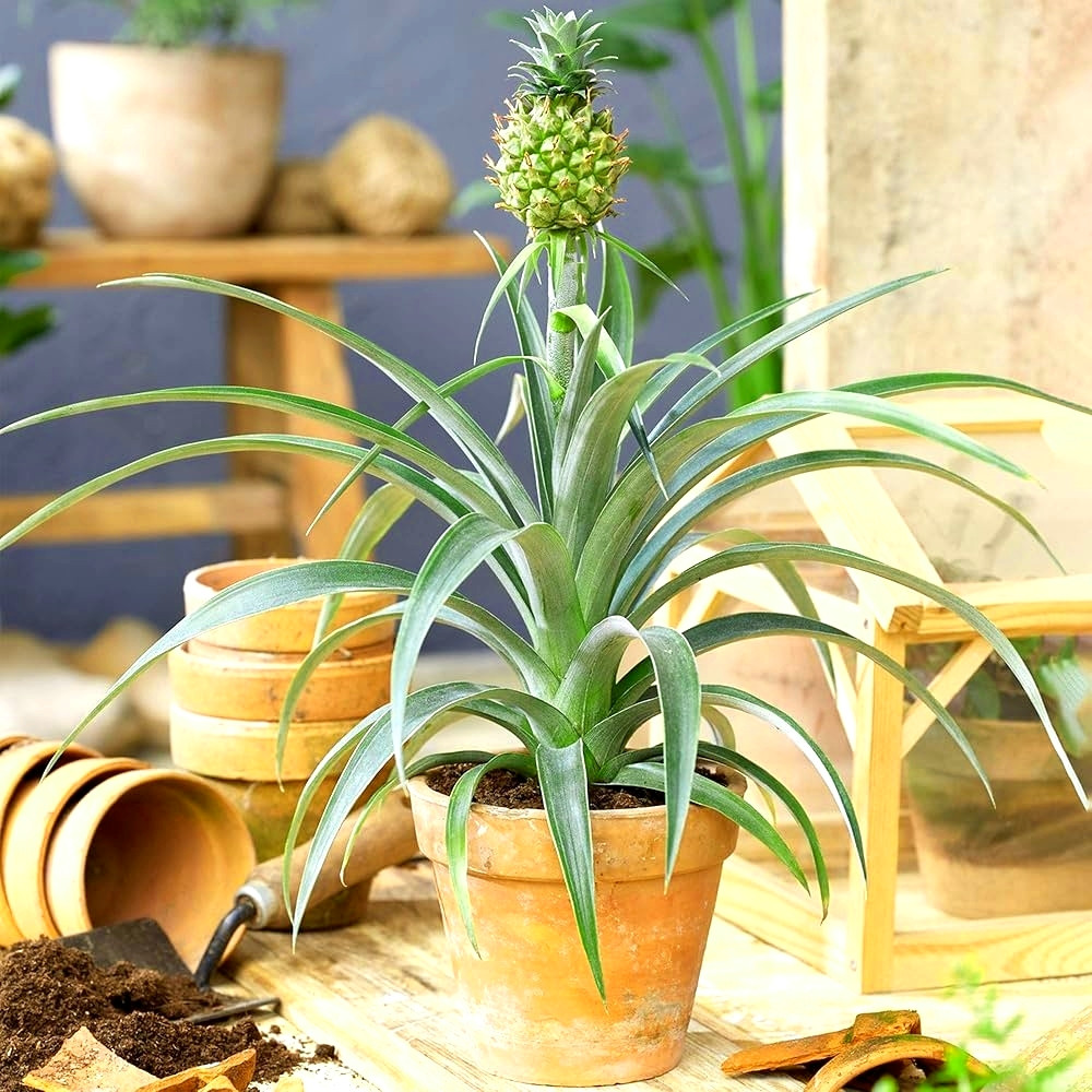 Саджанці Ананаса Чампака (Ananas Champaca) Р9