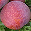 Слива диплоїдна "Пінк Сатурн" (середній термін дозрівання), фото 2