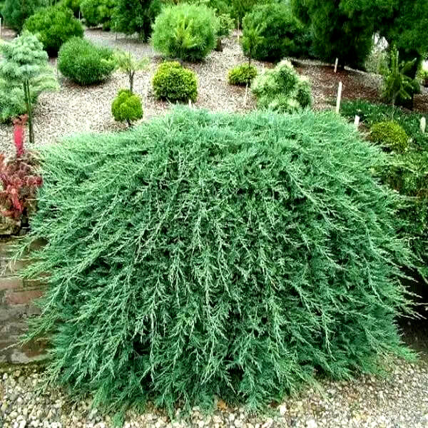 Саджанці Ялівцю горизонтального Вілтоні (Juniperus horizontalis Wiltonii) Р9