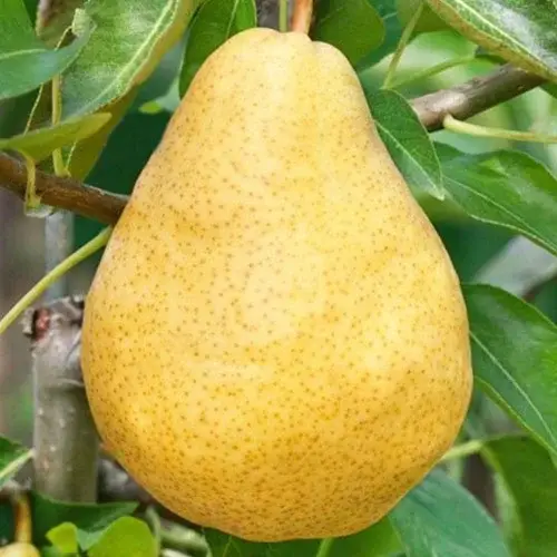 Груша "Дюшес" (зимовий сорт, пізній строк достигання), фото 1