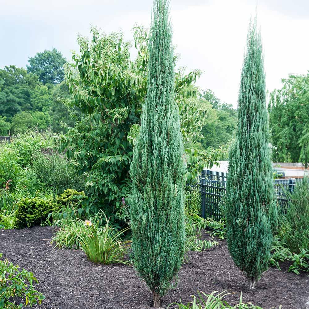 Саджанці Ялівцю скельного Блю Арроу, 3-х річний (Juniperus scopulorum Blue Arrow) С2