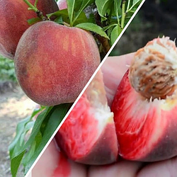 Персик 3-х річний червоном'ясний "Ред Робін" (ранньо-осінній сорт)