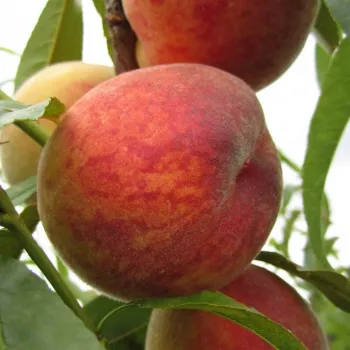 3-х річний Персик "Посол Миру" (літній сорт, середній термін дозрівання), фото 1