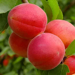 Абрикос 3-х річний "Сірена" (средньо-пізній сорт)