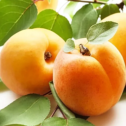 Абрикос 3-х річний "Голд Річ" (літній сорт, середній термін дозрівання)