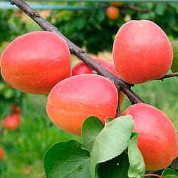 Абрикос 3-х річний "Меджик Кот" (ультра раній термін дозрівання)