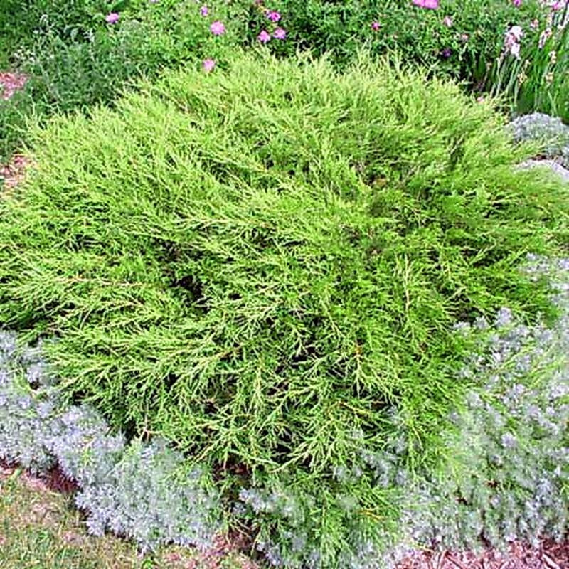 Саджанці Ялівця козацького Аркадія (Juniperus sabina Arcadia) Р9