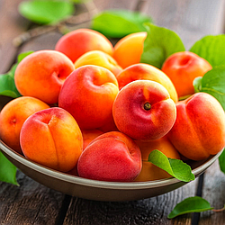 Абрикос 3-х річний "Богатир" (вирізняється дуже рясним урожаєм)