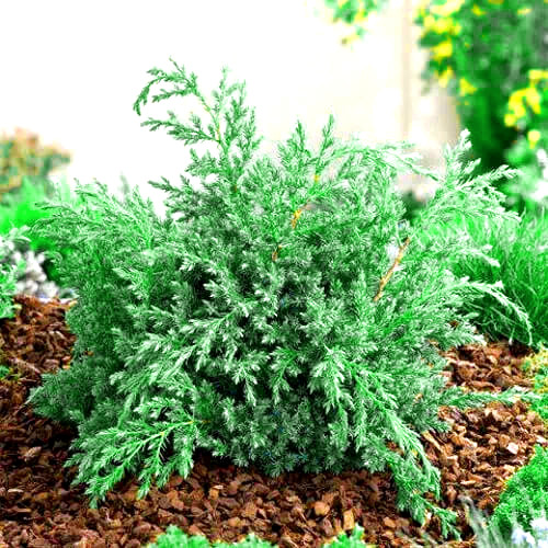 Саджанці Ялівцю лускатого Блю Швед (Juniperus squamata Blue Swede) Р9