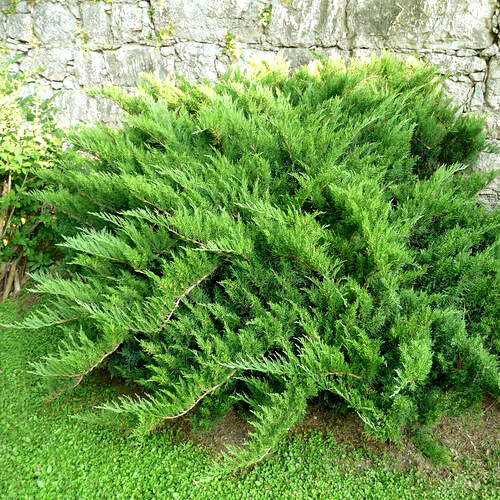 Саджанці Ялівця козацького Рокері Джем (Juniperus sabina Rockery Gem) Р9
