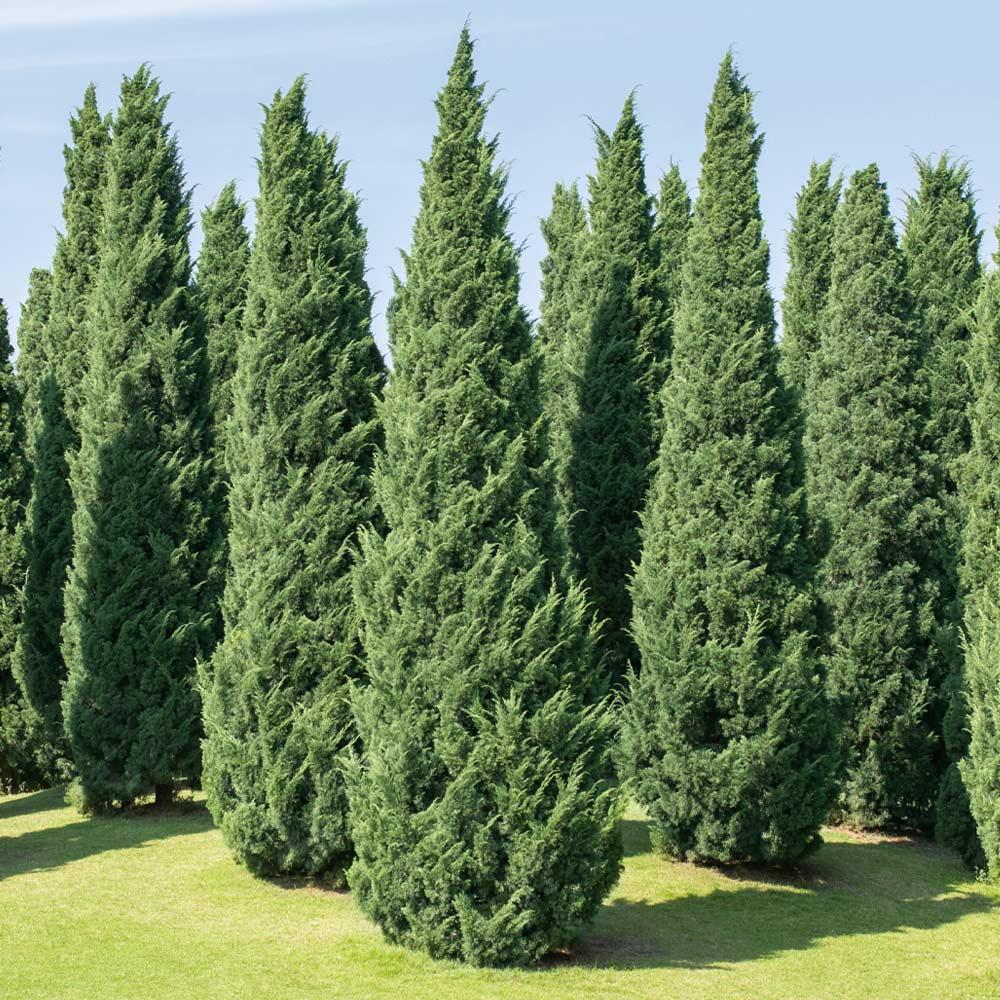 Саджанці Ялівцю скельного Мунглоу (Juniperus scopulorum Moonglow) Р9, фото 1