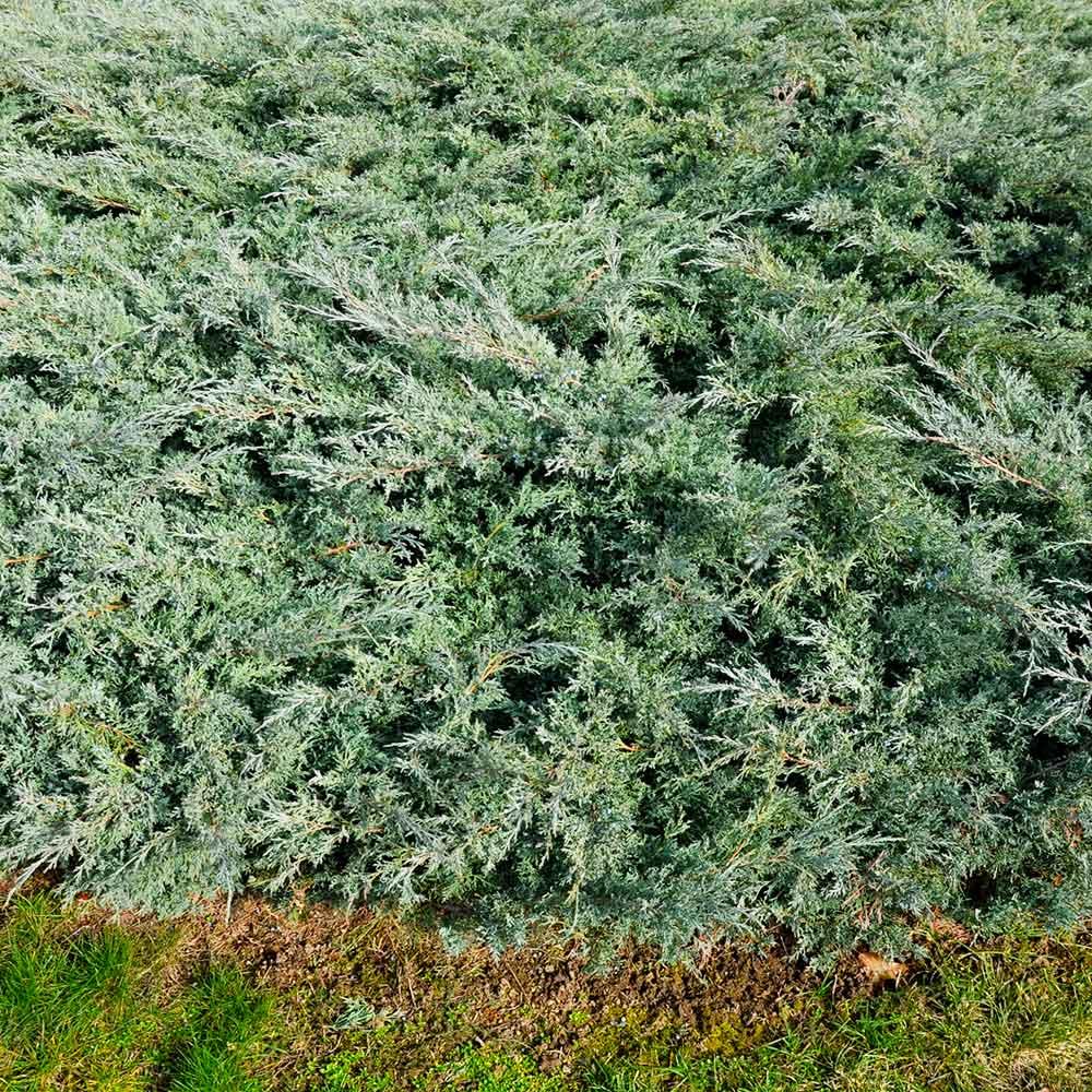 Саджанці Ялівцю горизонтального Блю Мун (Juniperus horizontalis Blue Moon) Р9