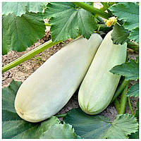 Вирощування кабачків