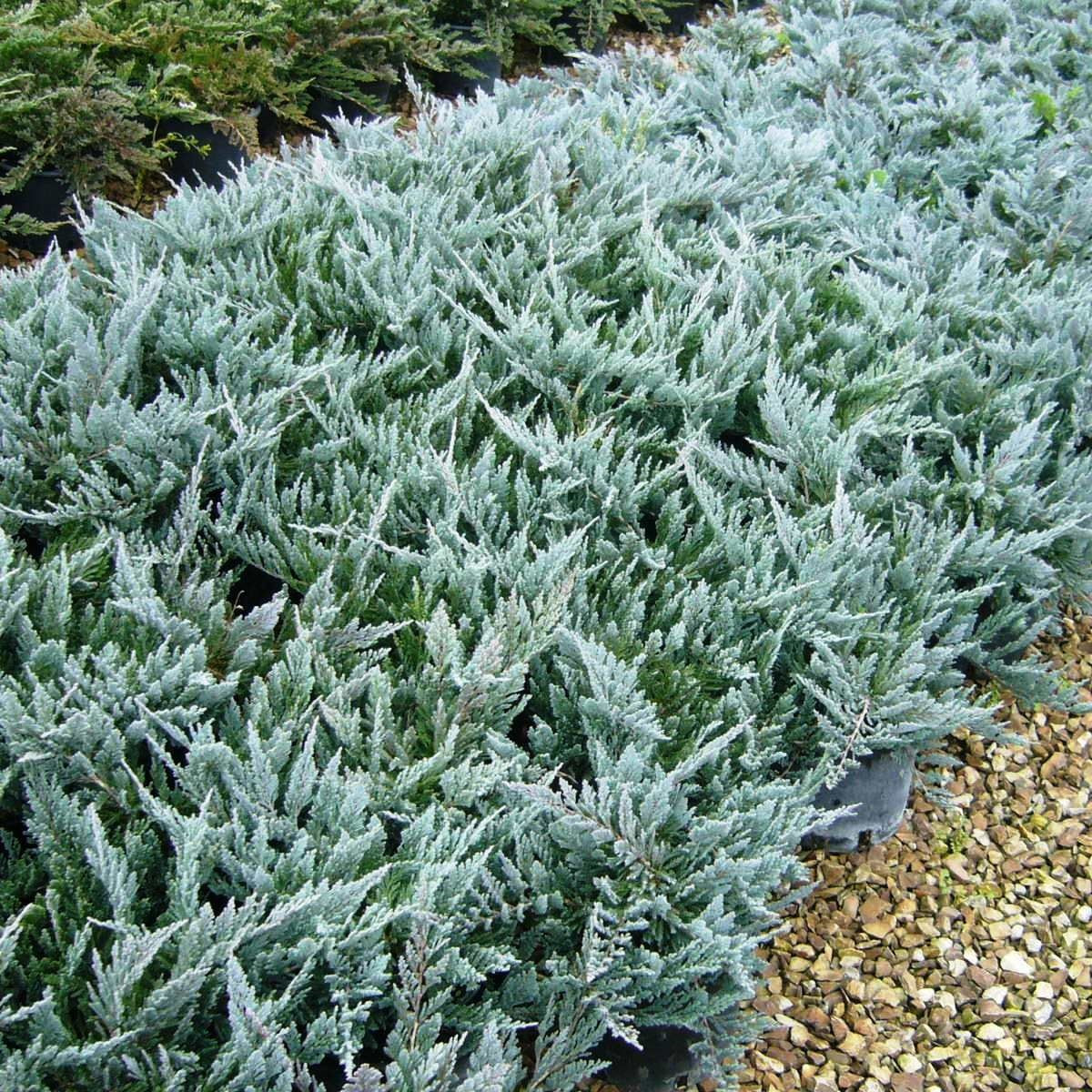 Саджанці Ялівця козацького Сизий (Juniperus sabina Syziy) Р9