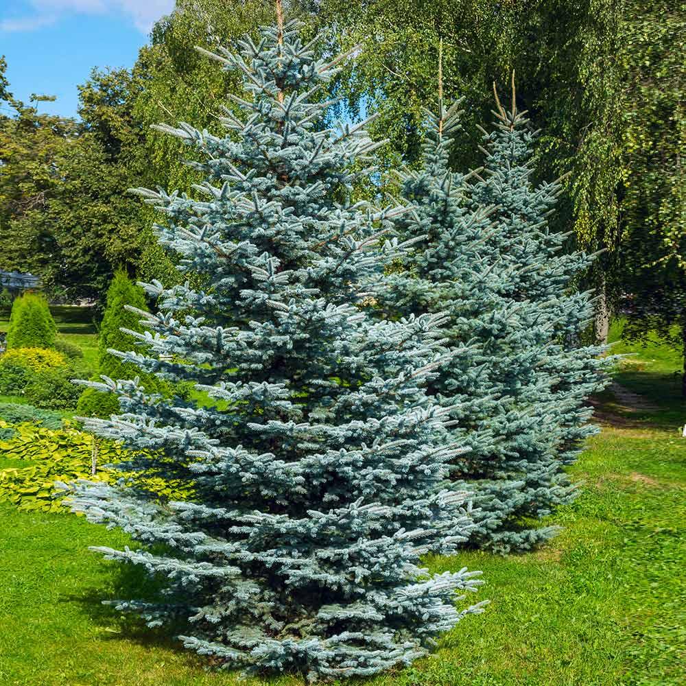 Саджанці Ялини Мейєра (Picea meyeri) Р9