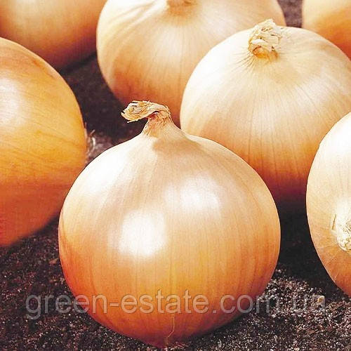 Цибуля Контандо 10 кг.