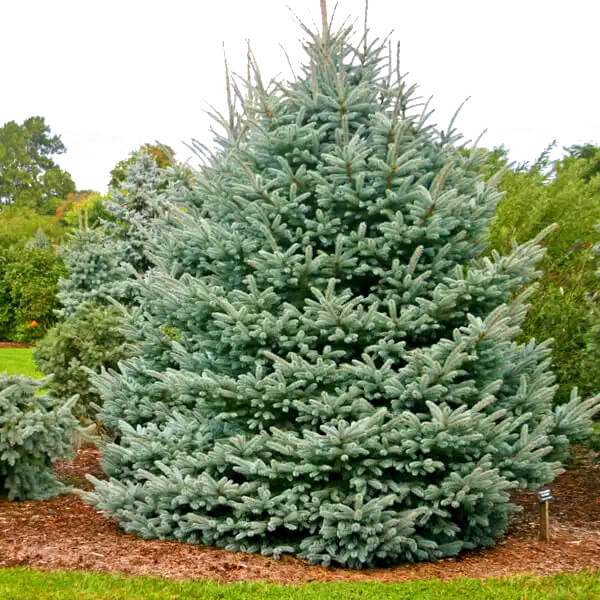 Саджанці Ялини Вільсона (Picea Wilsonii) Р9