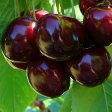 Черешня 3-х річна "Валерій Чкалов" (урожай дуже рясний і регулярний)