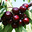 Черешня 3-х річна "Мелітопольська чорна" великоплідна (ранній термін дозрівання), фото 2