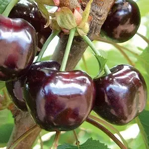 Черешня 3-х річна "Мелітопольська чорна" великоплідна (ранній термін дозрівання), фото 1