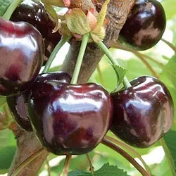 Черешня 3-х річна "Мелітопольська чорна" великоплідна (ранній термін дозрівання)