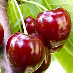 Черешня 3-х річна "Крупноплідна" (дуже великі плоди, середньостиглий термін)