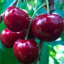Черешня 3-х річна "Гігантелла" (італійська селекція, середній термін дозрівання)