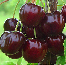 Черешня 3-х річна "Регіна" ( пізній термін дозрівання )